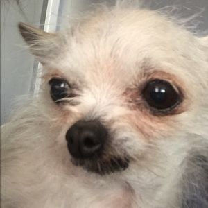 Meet your Posher, Roy